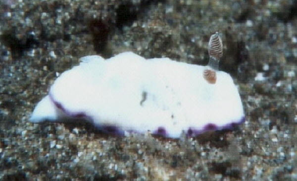 Chromodoris rufomaculata